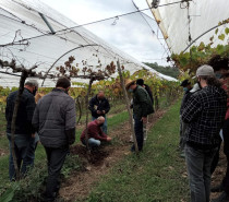 Programa Ater 2021 inicia acompanhamento de 100 famílias de viticultores na Serra Gaúcha