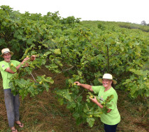 Produção de figo está presente em 60 propriedades rurais de Nova Petrópolis