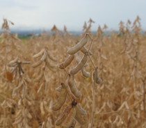 Safra 2023/24: produção de grãos deve atingir 38,9 milhões de toneladas no RS, estima a Conab