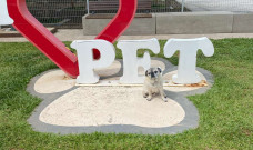Encontro de Pugs é atração no Shopping Villagio Caxias, neste domingo